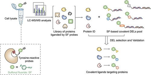 開發(fā)ABPP Codel技術(shù)用于發(fā)現(xiàn)靶向酪氨酸的苗頭化合物